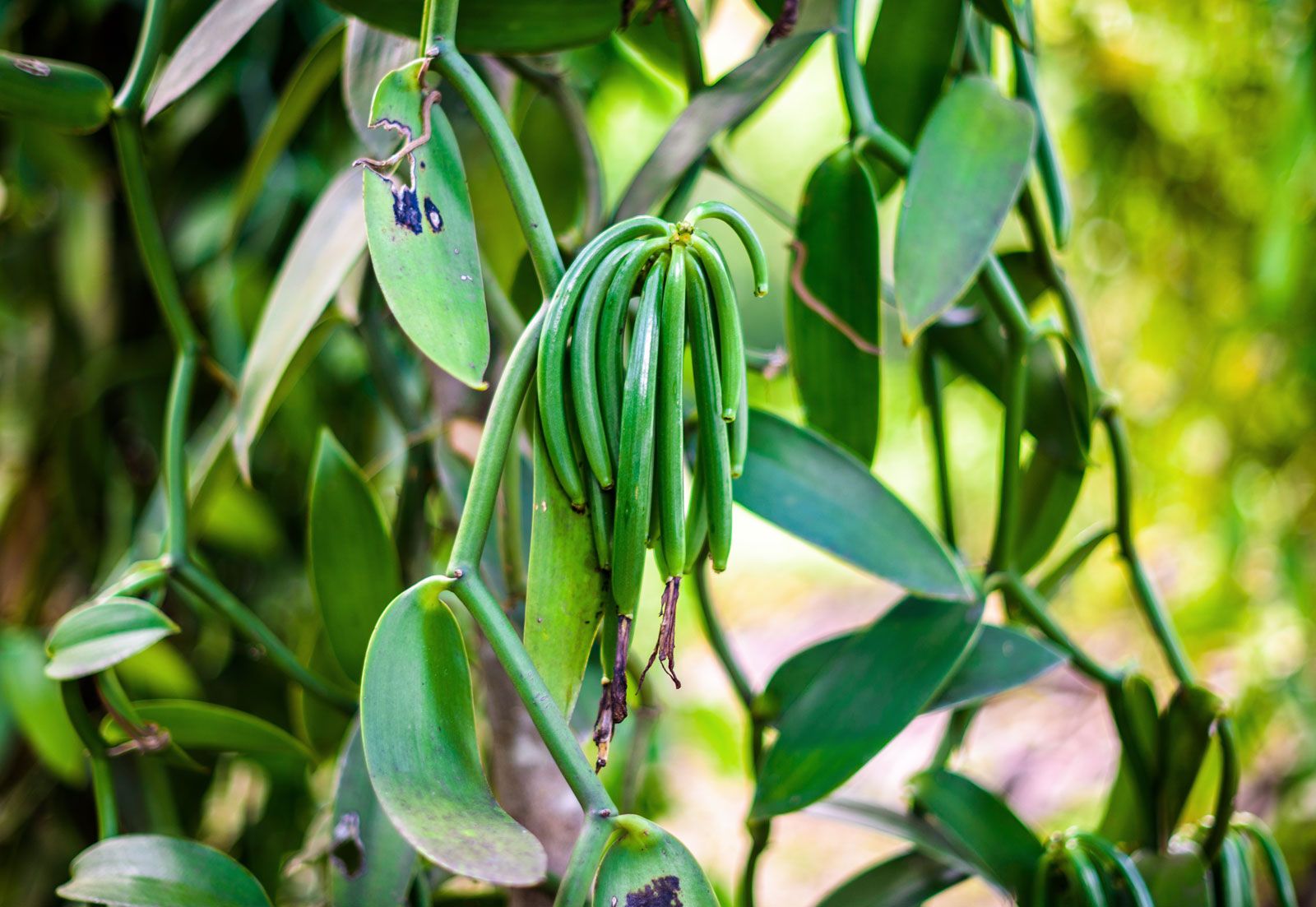 Vanilla | Facts, Description, & Cultivation | Britannica