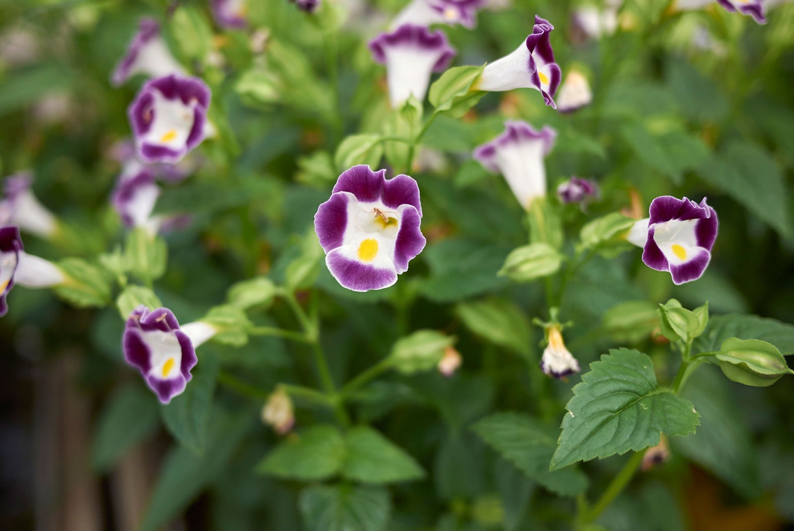 Torenia Wishbone Flower: Growing Info And Care of Wishbone Plants |  Gardening Know How