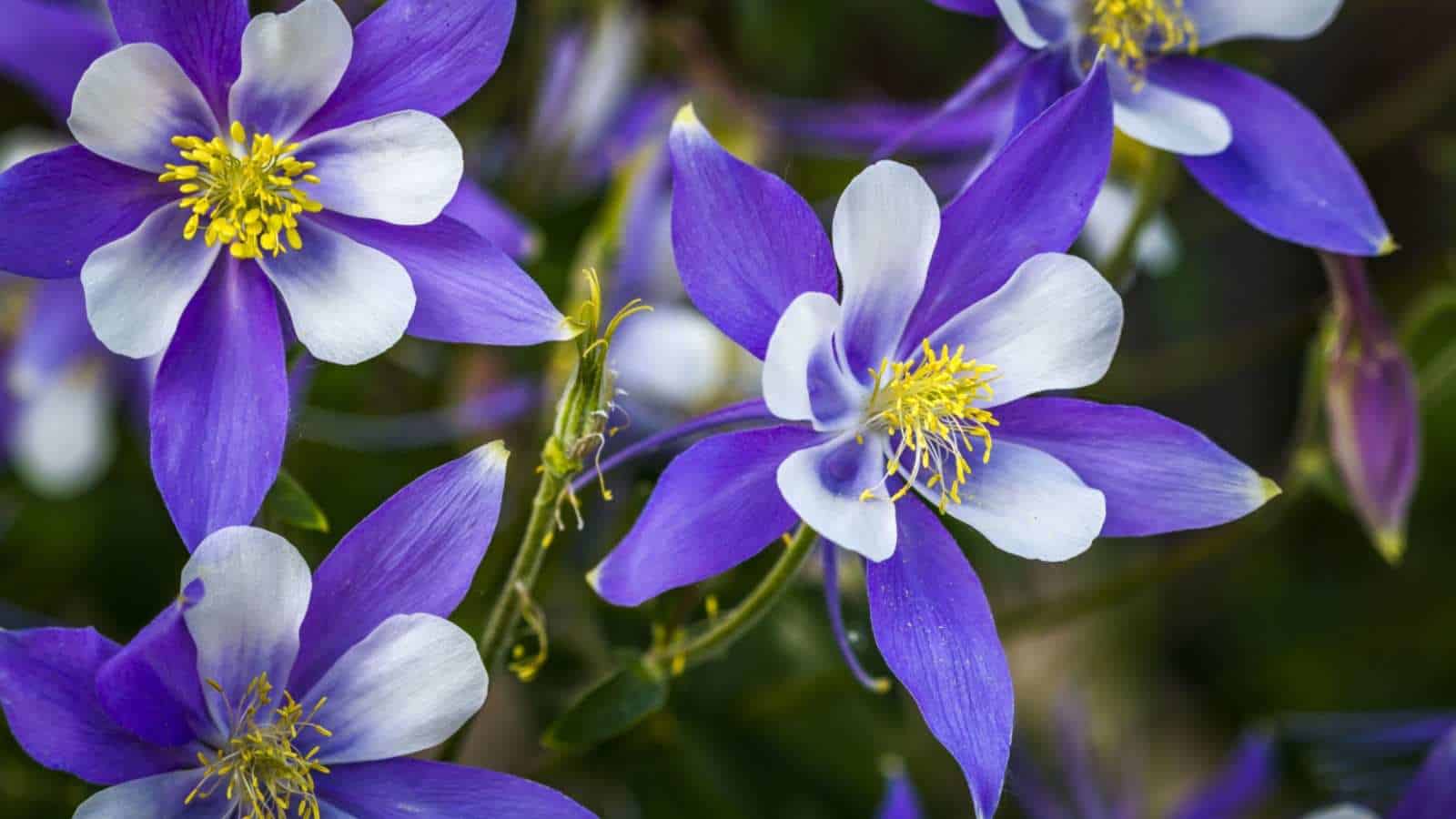 How to Plant, Grow, and Care for Columbine Flower Easily