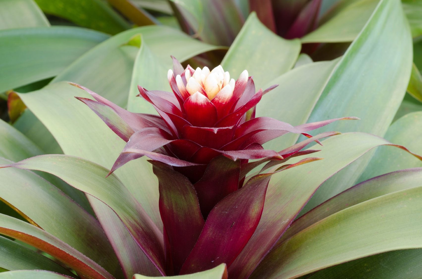 My Bromeliad Won't Flower - Forcing A Bromeliad To Bloom | Gardening Know  How