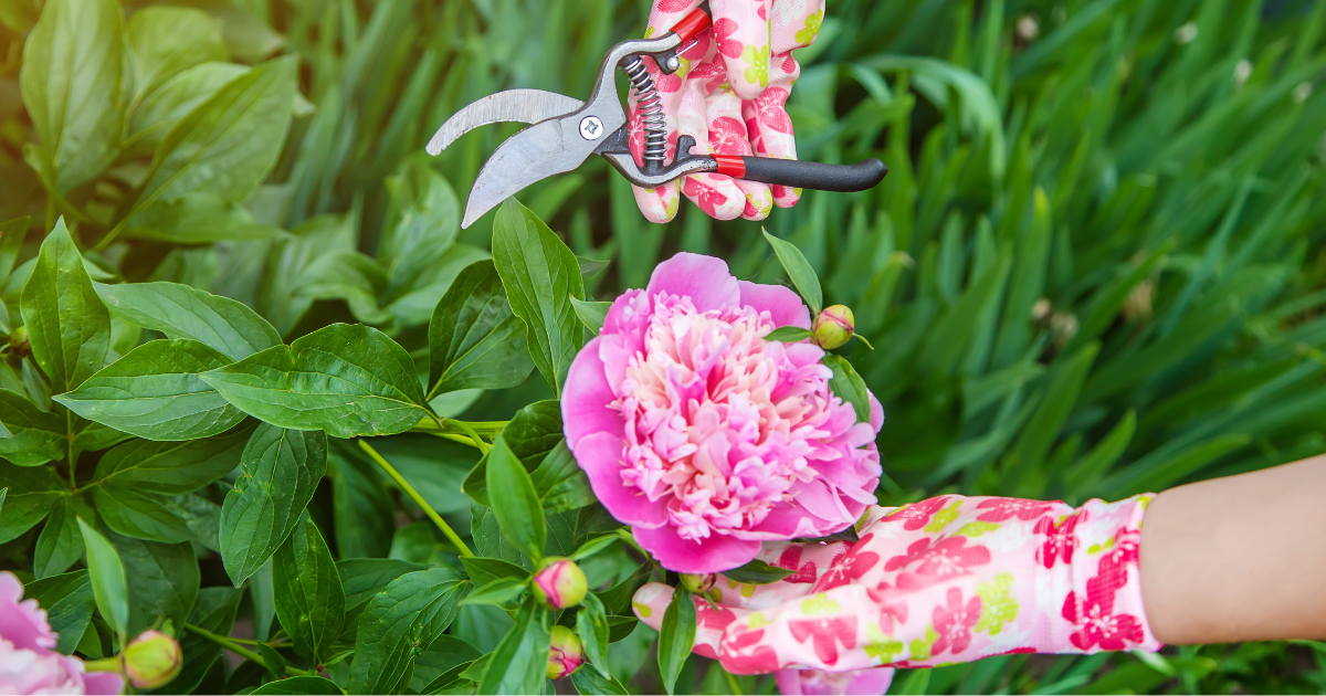 Flora | Pruning Peonies in the Spring: Key Techniques