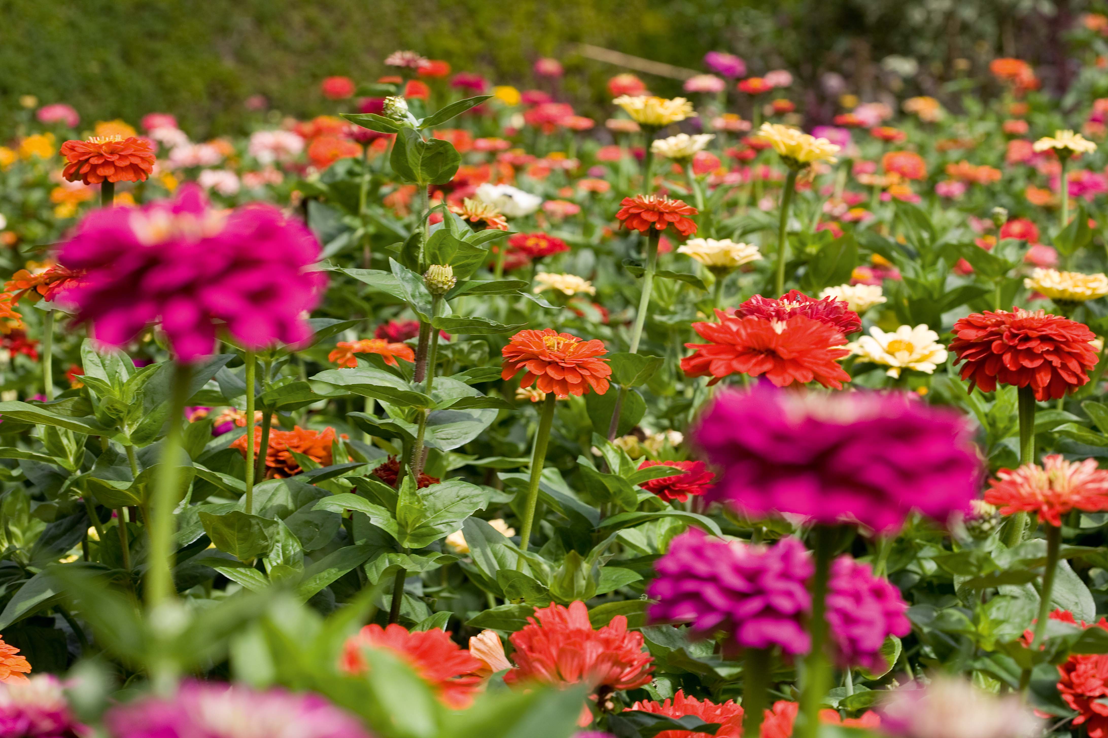 How to grow zinnias and the best zinnias to grow for summer colour |  Gardens Illustrated