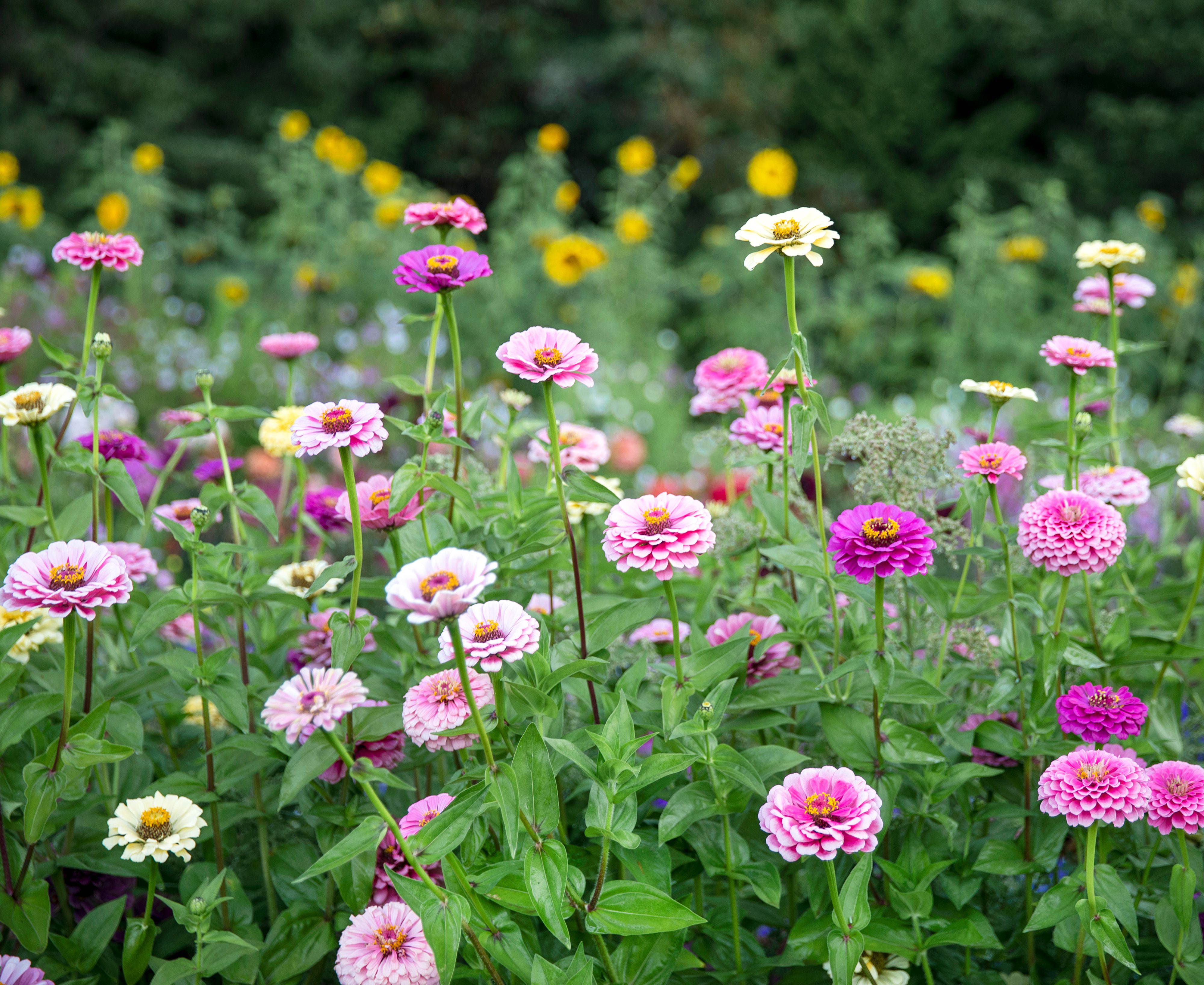 Are Zinnias Perennials or Annuals? And How to Grow Them