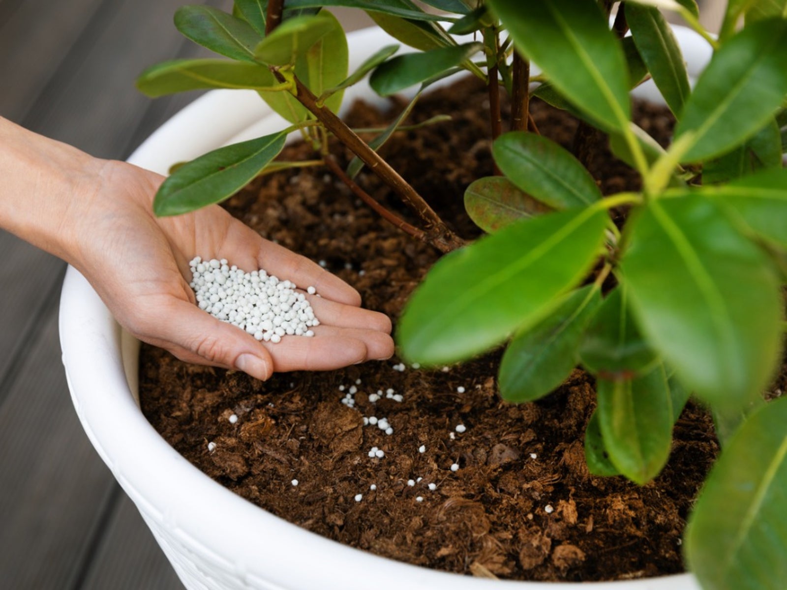 Rhododendron Fertilizer Schedule - When And How To Fertilize Rhododendron  Bushes | Gardening Know How