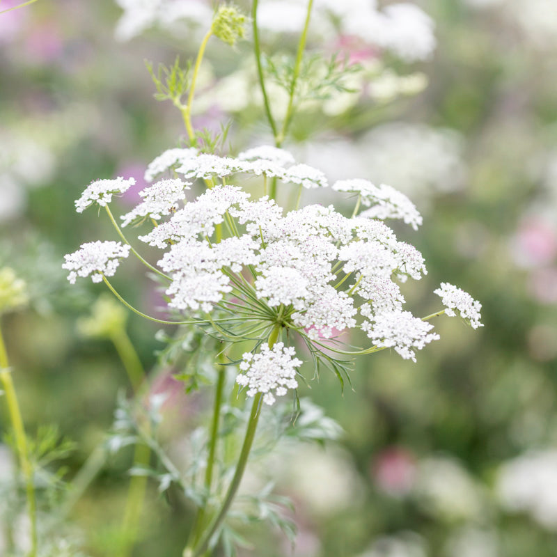 Ammi majus - Bishop's Flower Seeds – Stocks & Green, lace flowers -  3-port.si