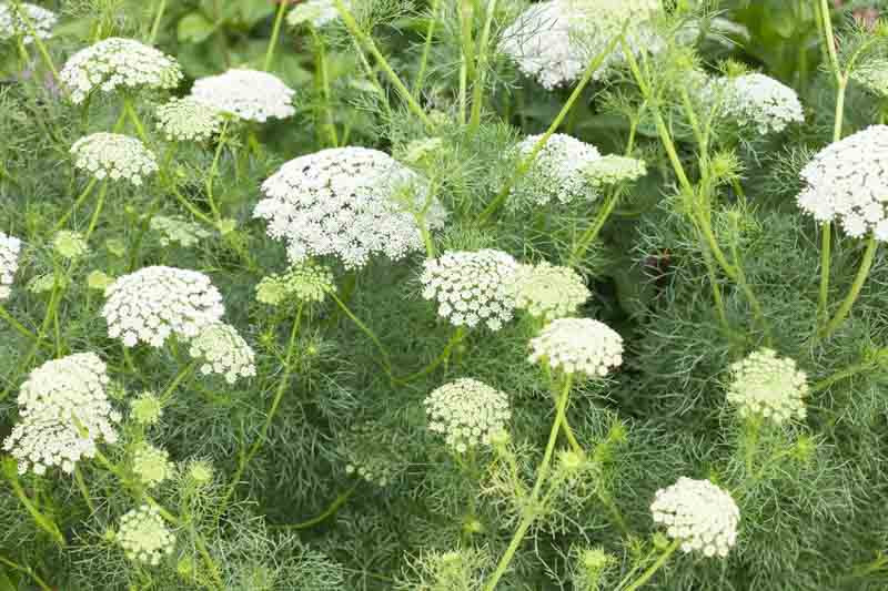 Ammi majus (False Queen Anne's Lace)