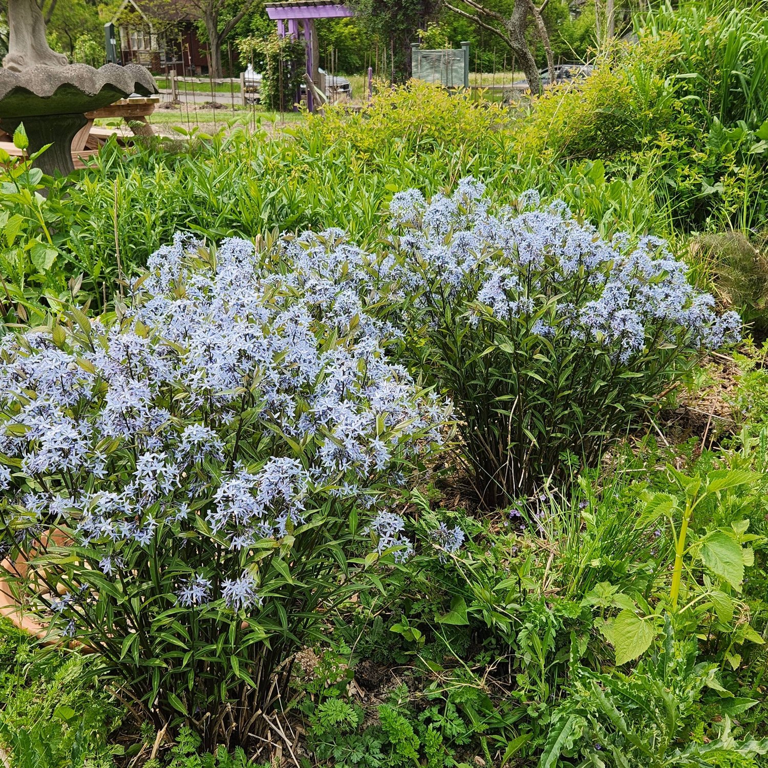 Amsonia tabernaemontana, Storm Cloud — Detroit Abloom