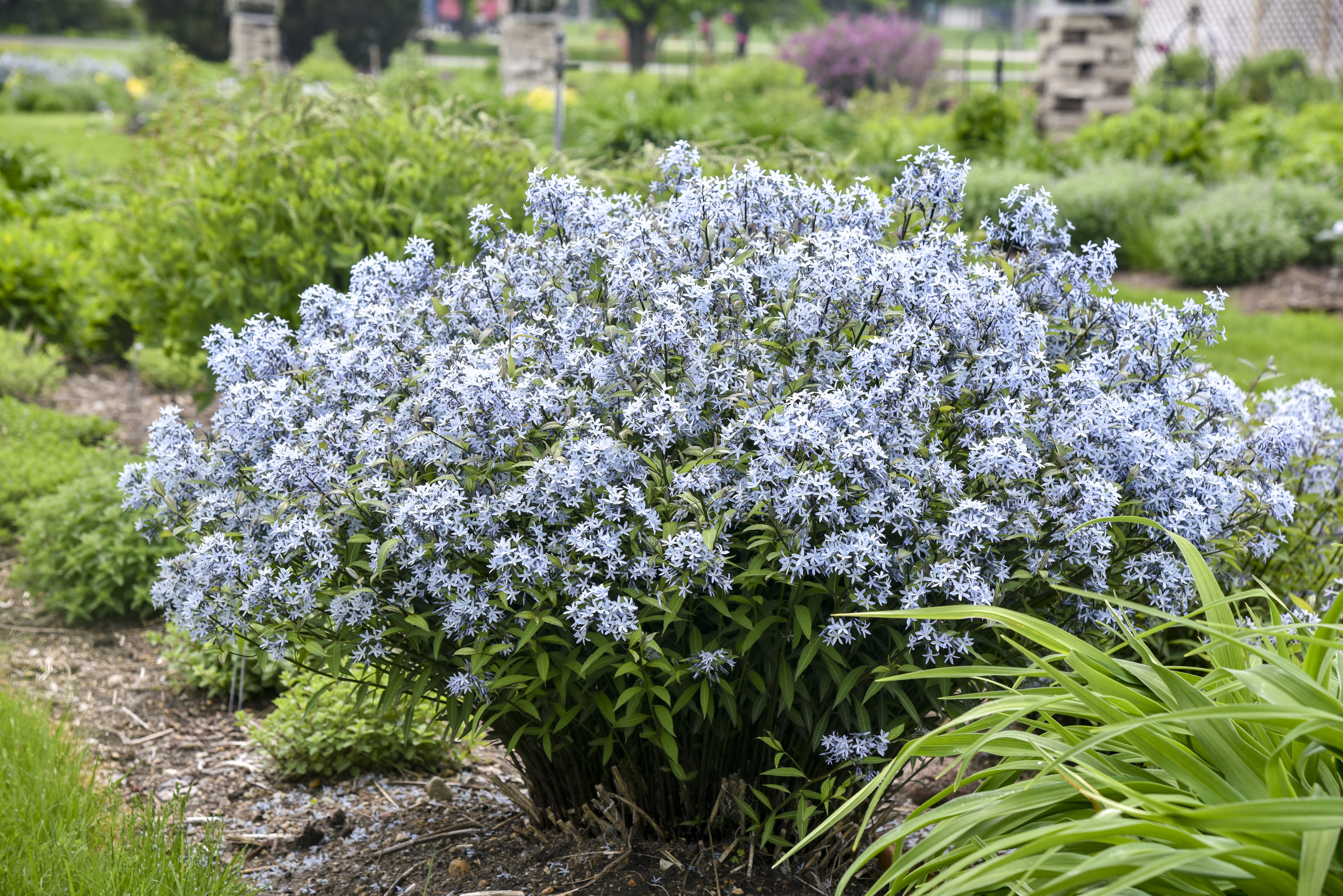 7 Stunning Amsonia Varieties to Elevate Your Garden