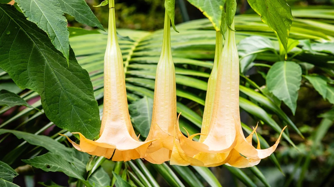 The Effects of Angel's Trumpet: Poisonous Hallucinogenic