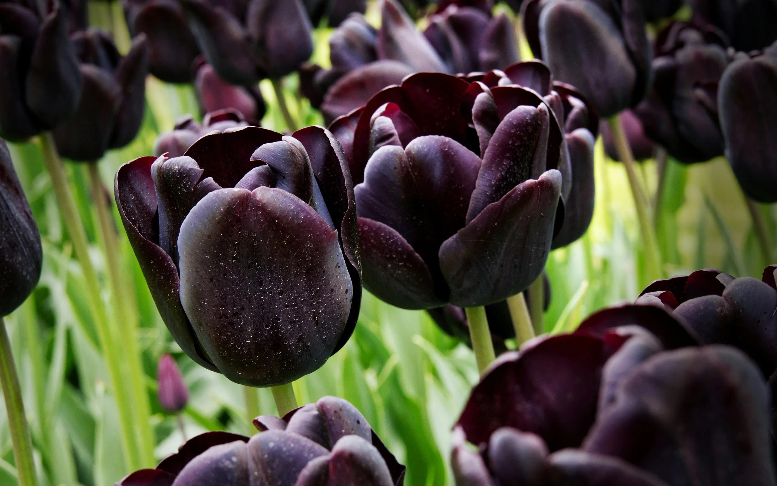 Indiana Will Soon Have a Field of 10,000 Black Tulips Blooming