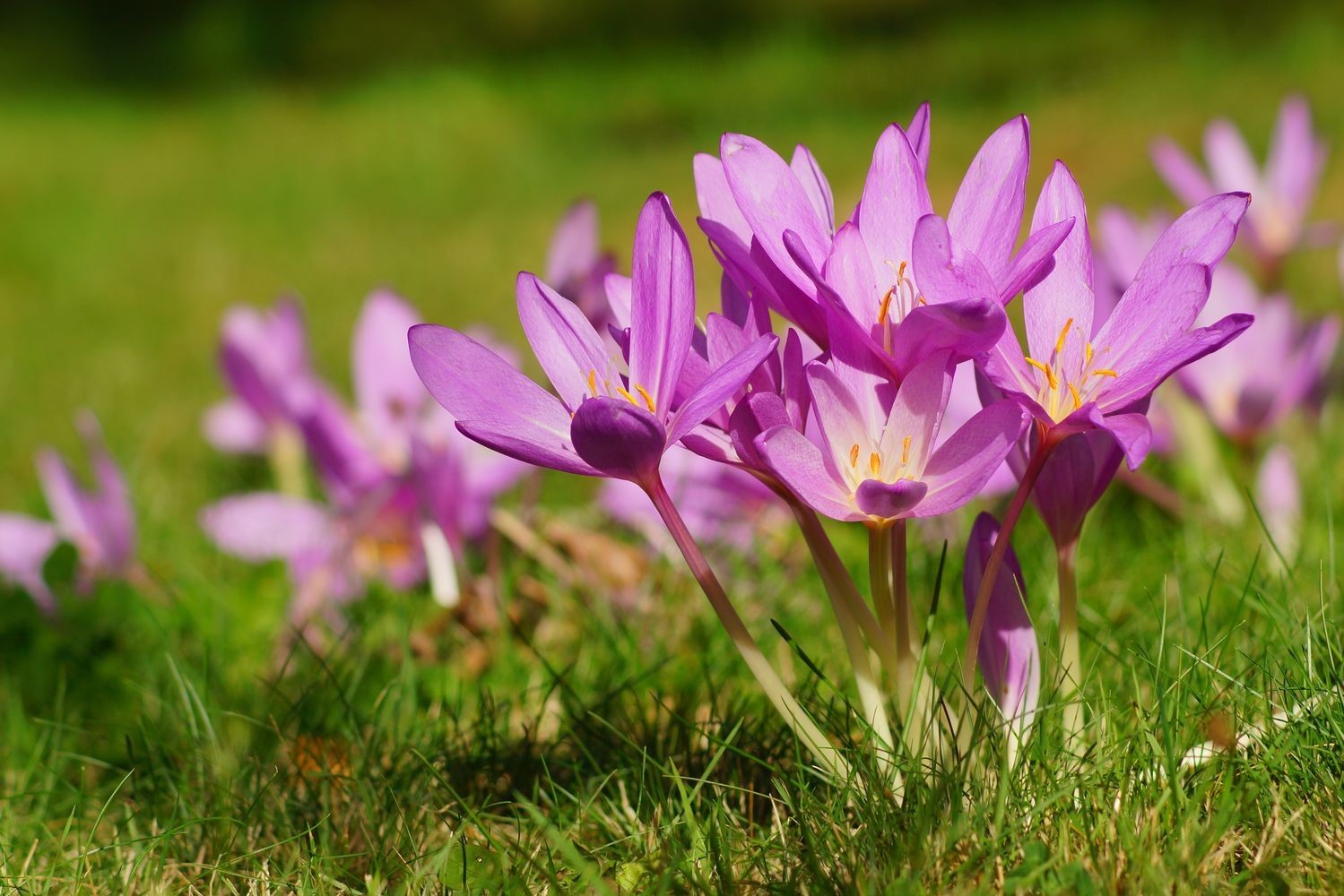 Autumn crocus: toxicity, cultivation & care - Plantura