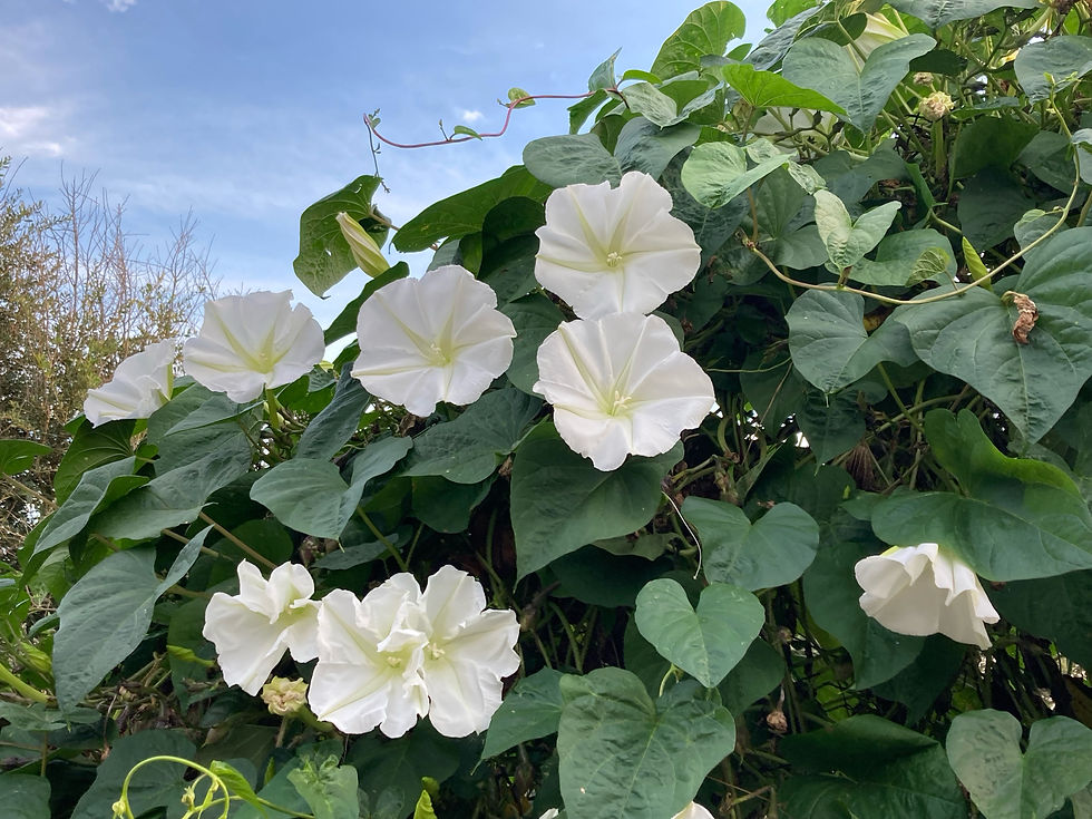 Flower - Moonflower Vine (Southern Acclimated) | Brim Seed Co.