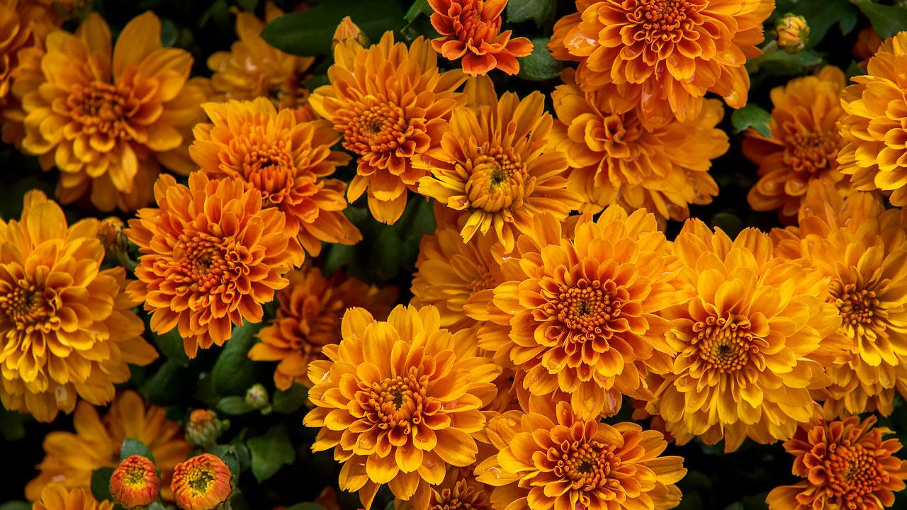 Explore 18 Beautiful Flowers for Autumn