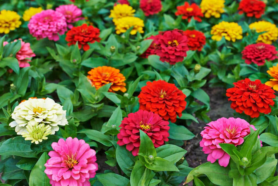 Benary Giant Zinnia Mix – HOSS