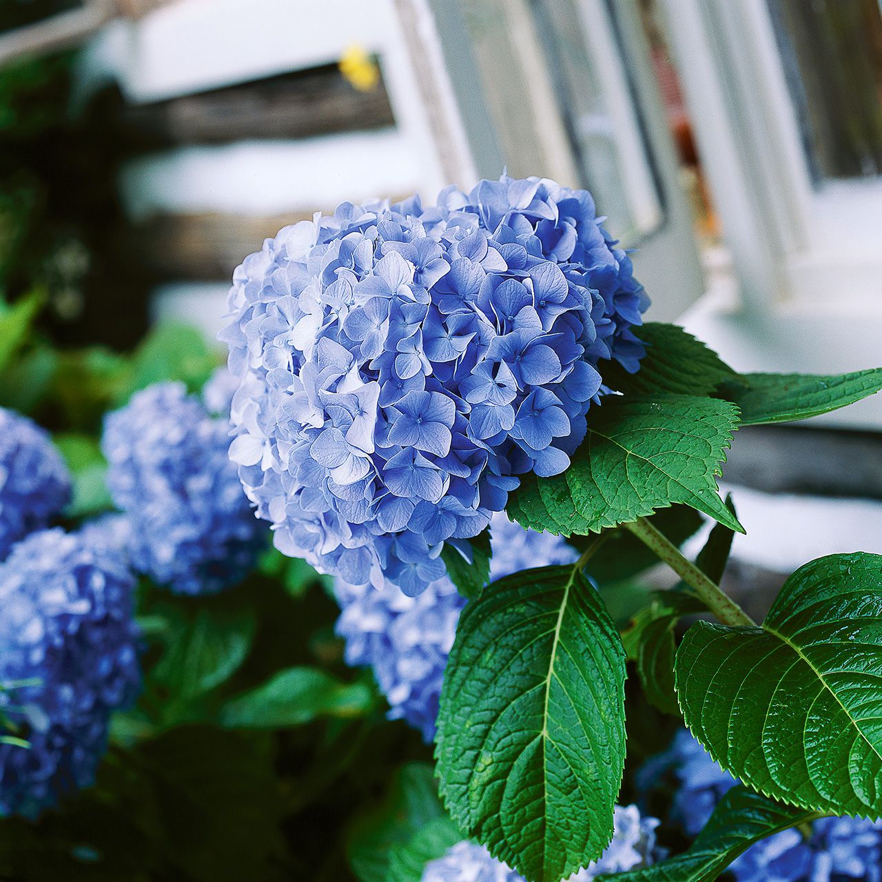 Big Daddy Hydrangea - Buy Online Free Shipping – Flora's Market