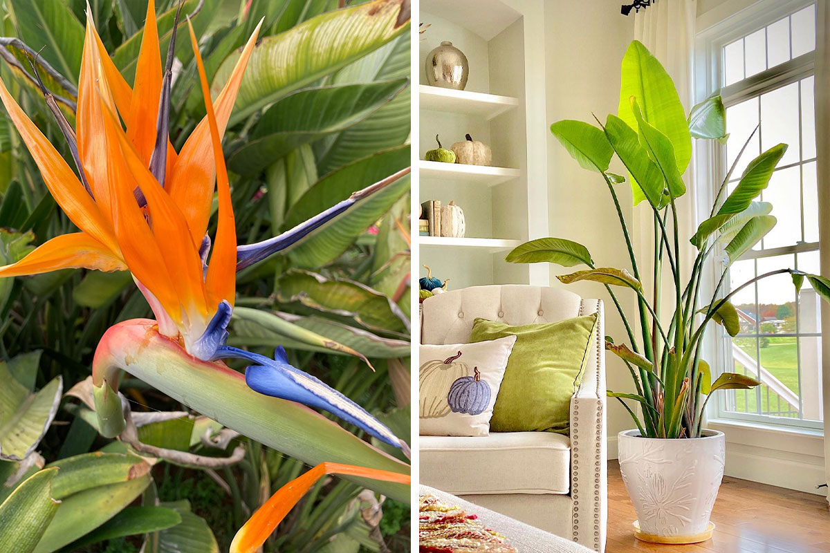 Handy Tips to Grow Bird of Paradise Plants With Ease | Bored Panda