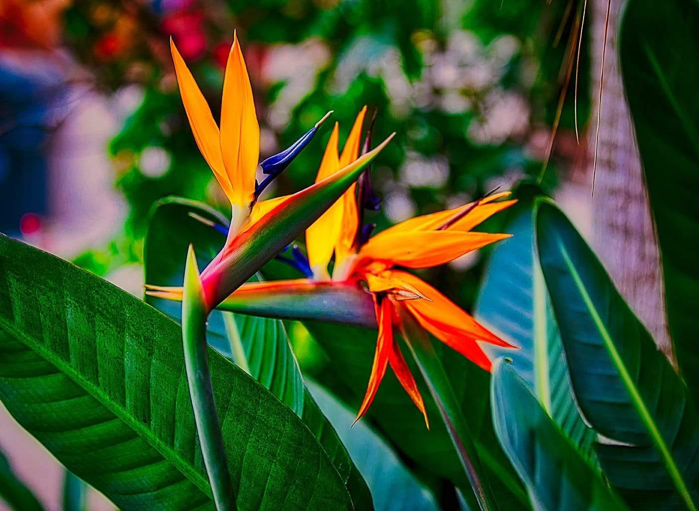 The History of the Bird of Paradise Flower