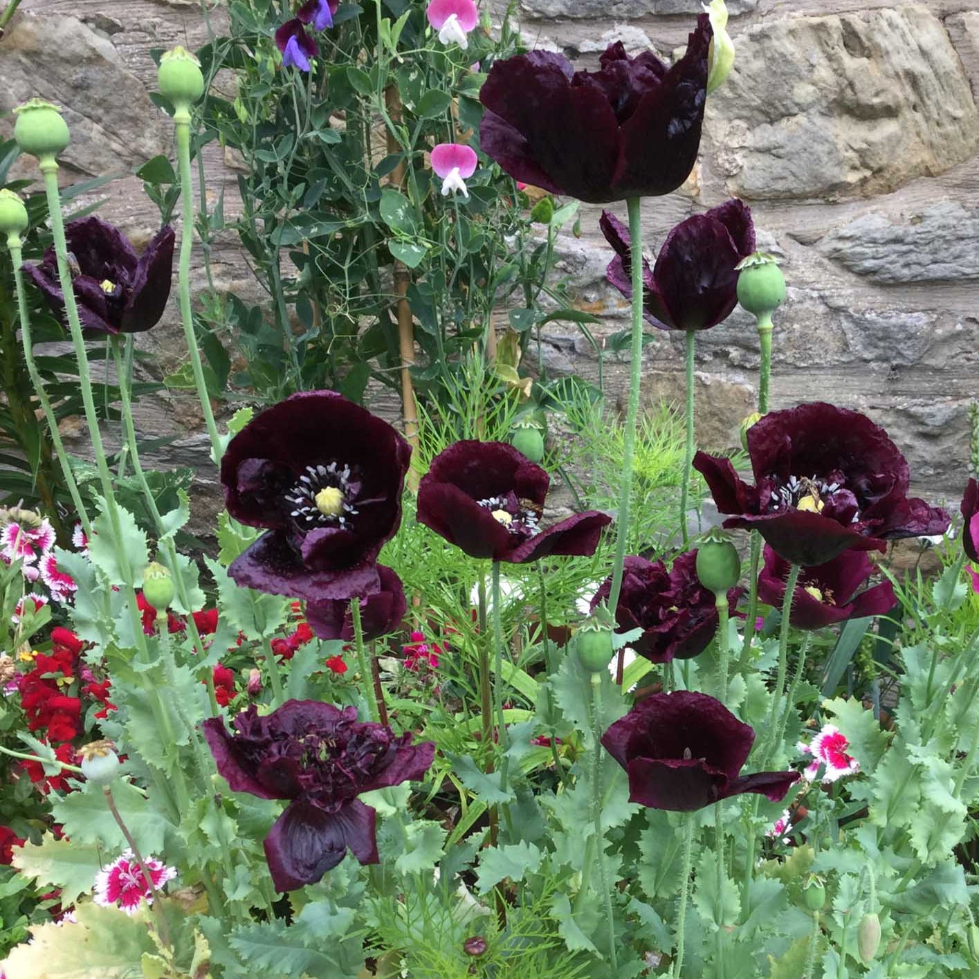 Poppy 'Black Beauty' – Olive Seed Company