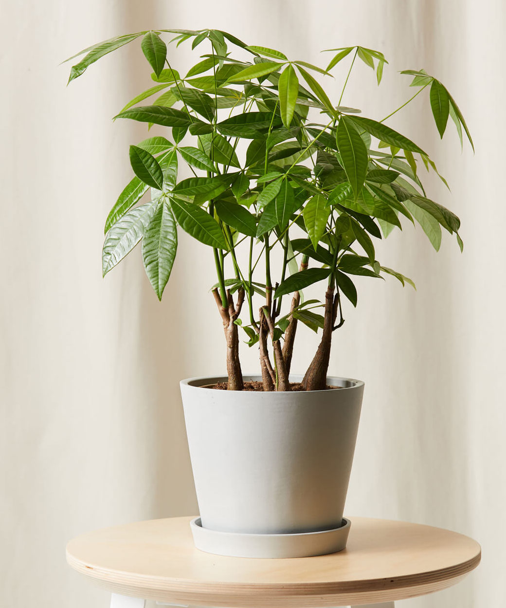 Buy Potted Money Tree Forest Indoor Plant | Bloomscape