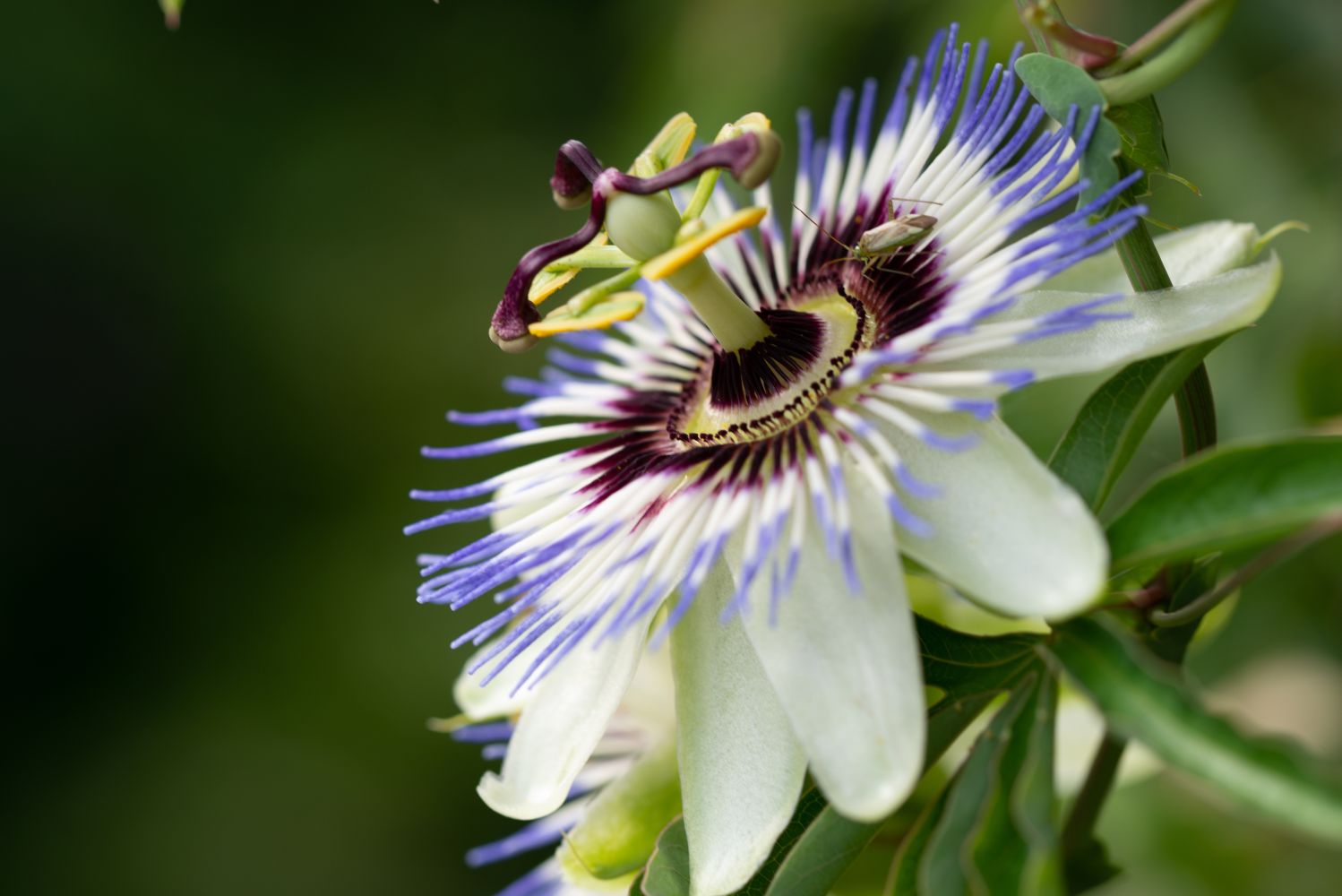 Passion flower: care & effects - Plantura