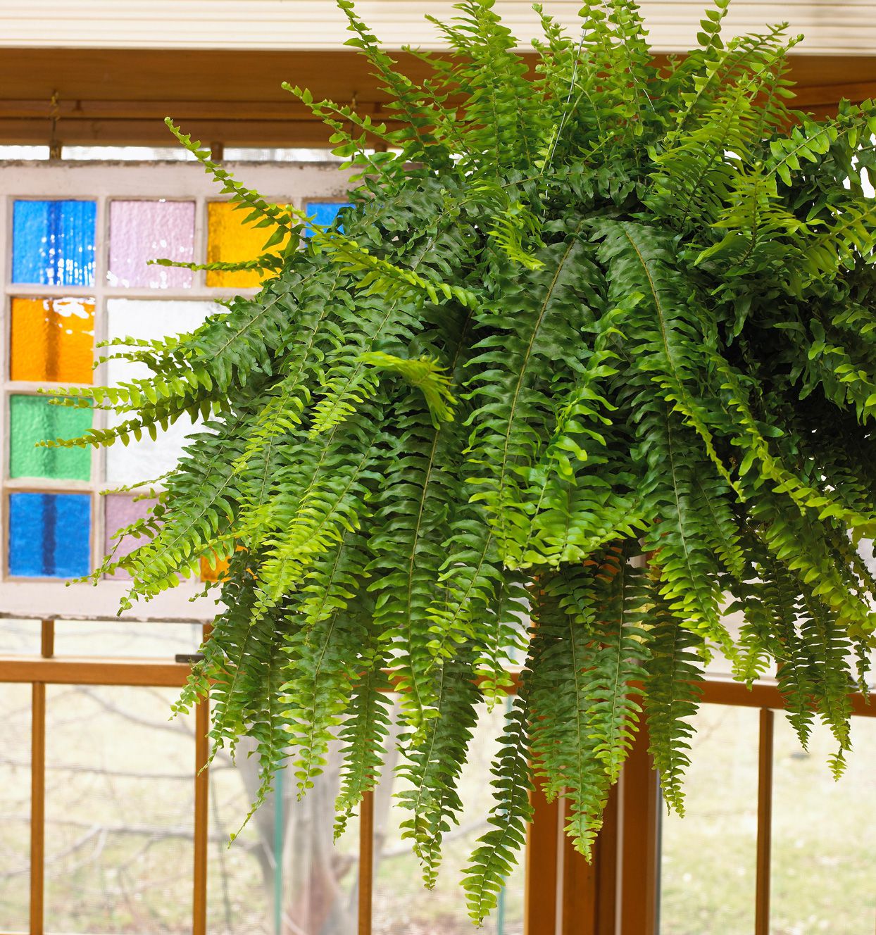 How to Plant and Grow Boston Fern