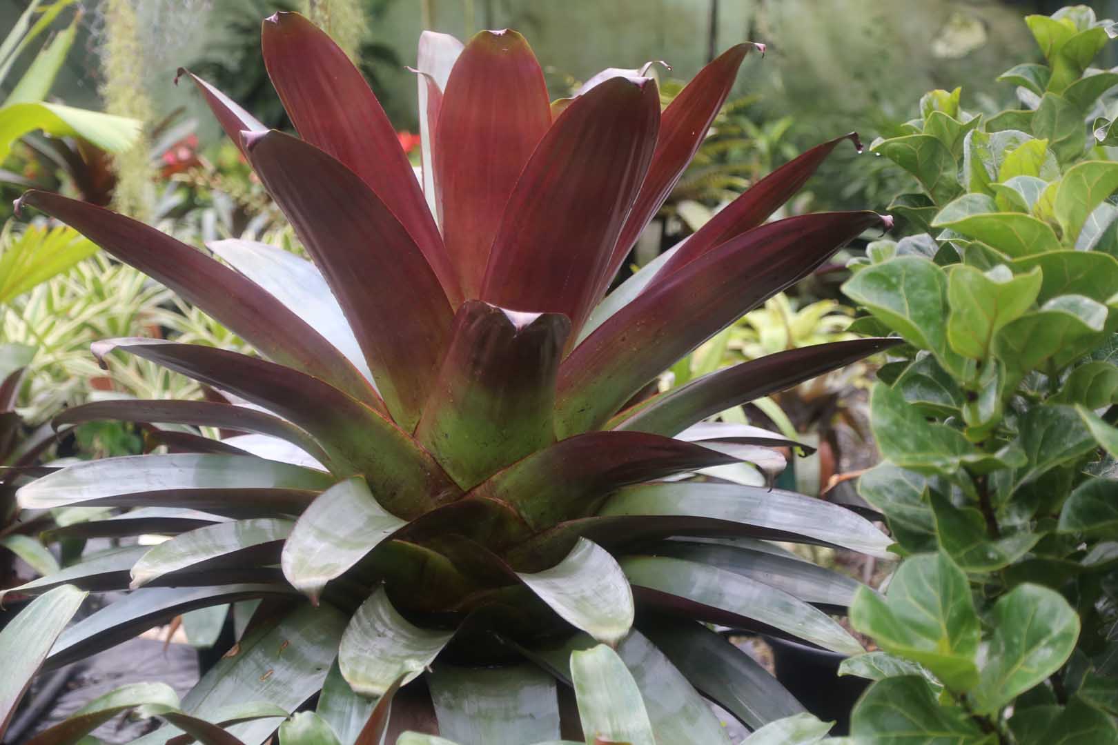 Bromeliads - Huge Range Of Bromeliads Available Oxley Nursery Brisbane