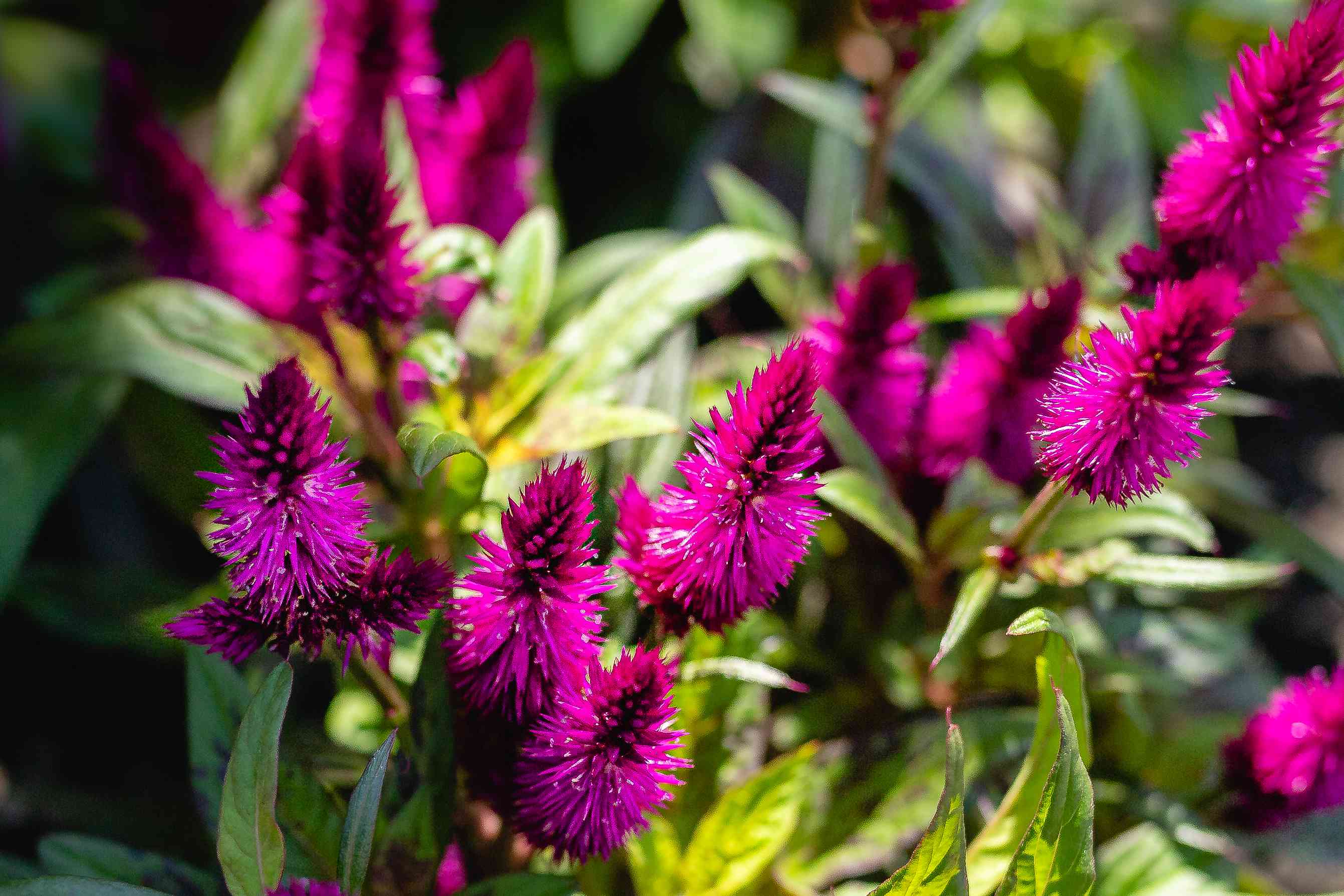 How to Grow and Care for Celosia