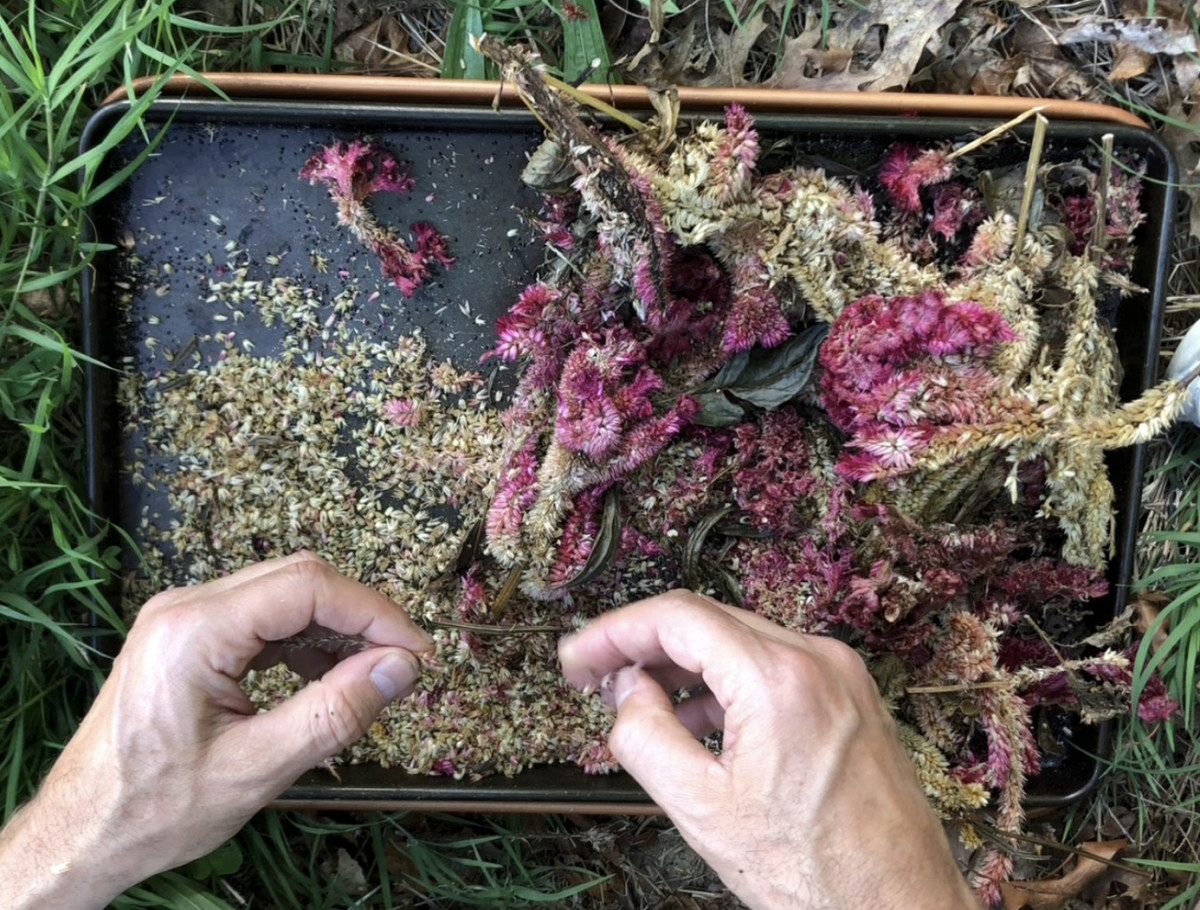 Celosia Seeds: How to Harvest and Store Them for Next Year - Dengarden