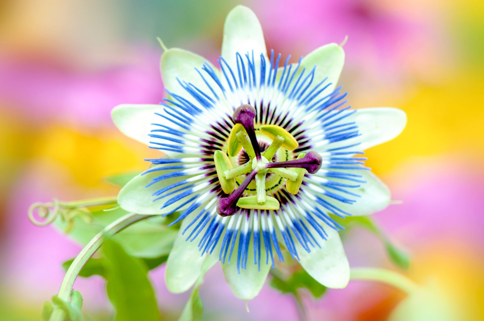 Passion flower | Description, Species, Symbolism, & Facts | Britannica