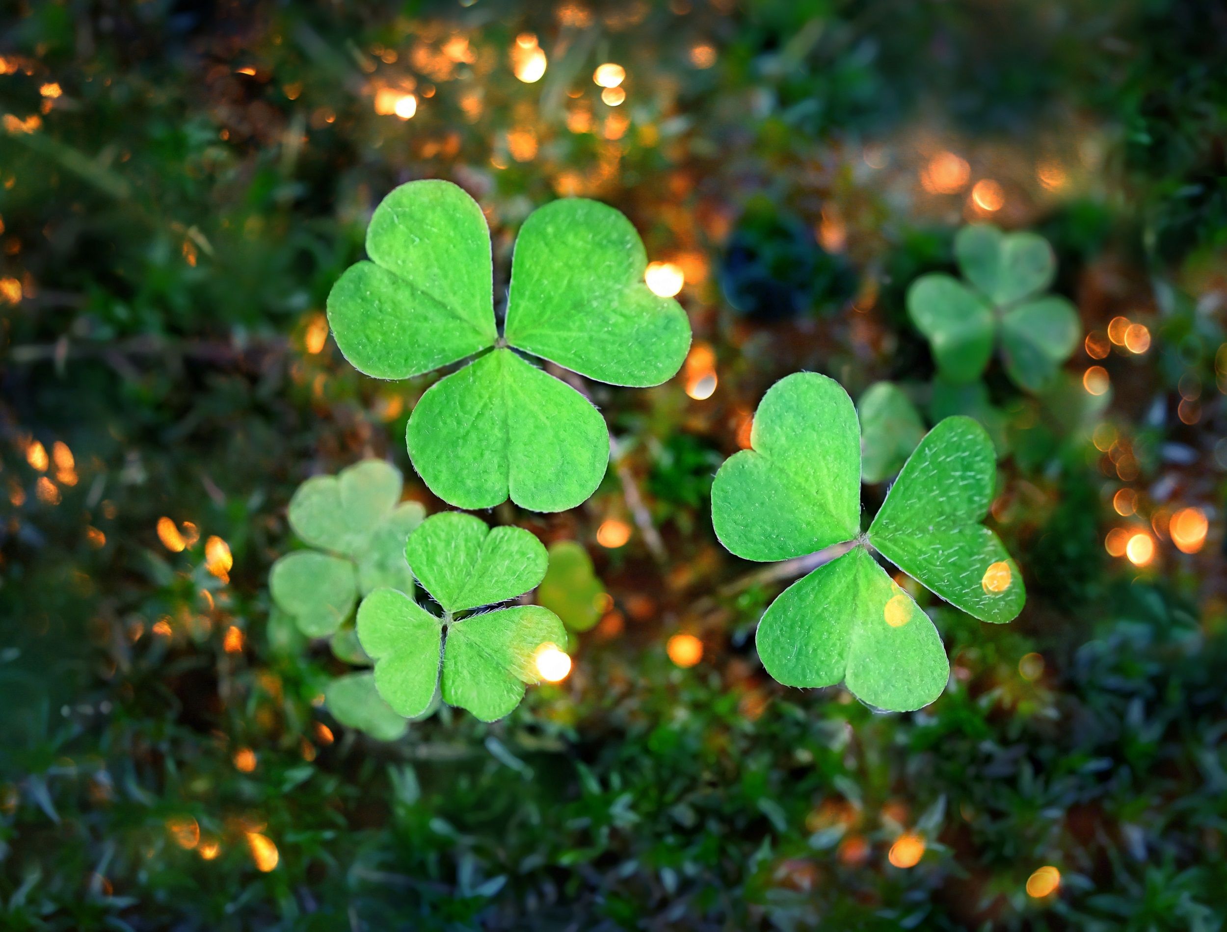 Why Shamrocks Rule St Patrick's Day: Unraveling the Mystery