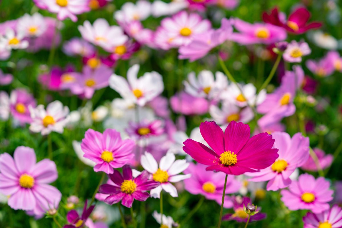 From Cottage Garden to Elegant Vase - How to Grow Cosmos Flowers – Sow  Right Seeds