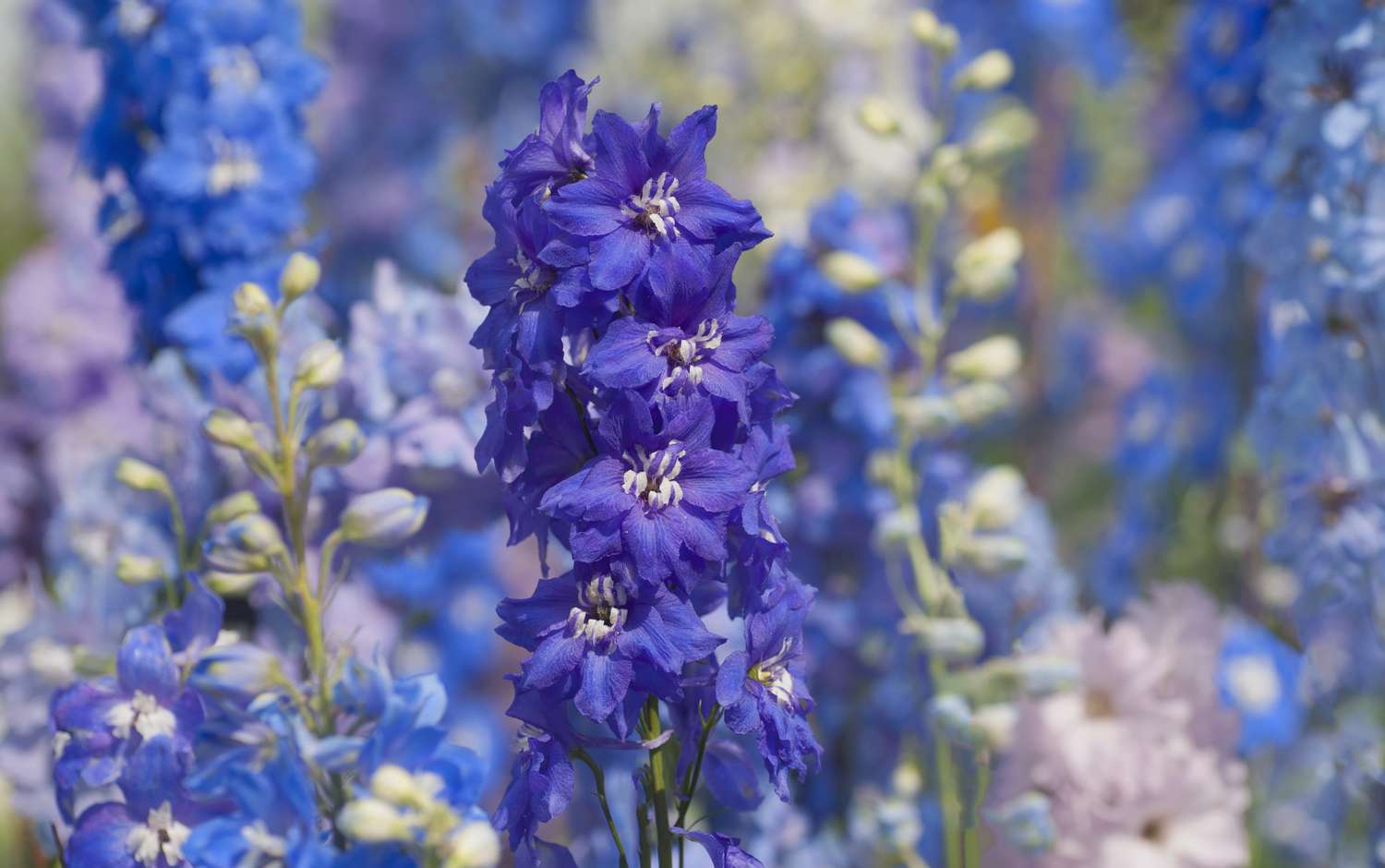 How to Plant, Grow, and Care for Delphiniums