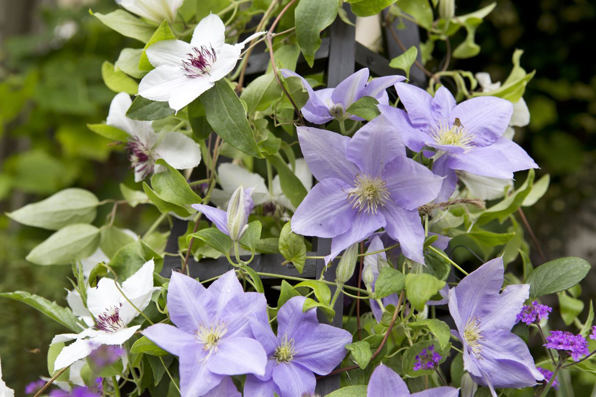 Clematis 'Angelique' | BBC Gardeners World Magazine