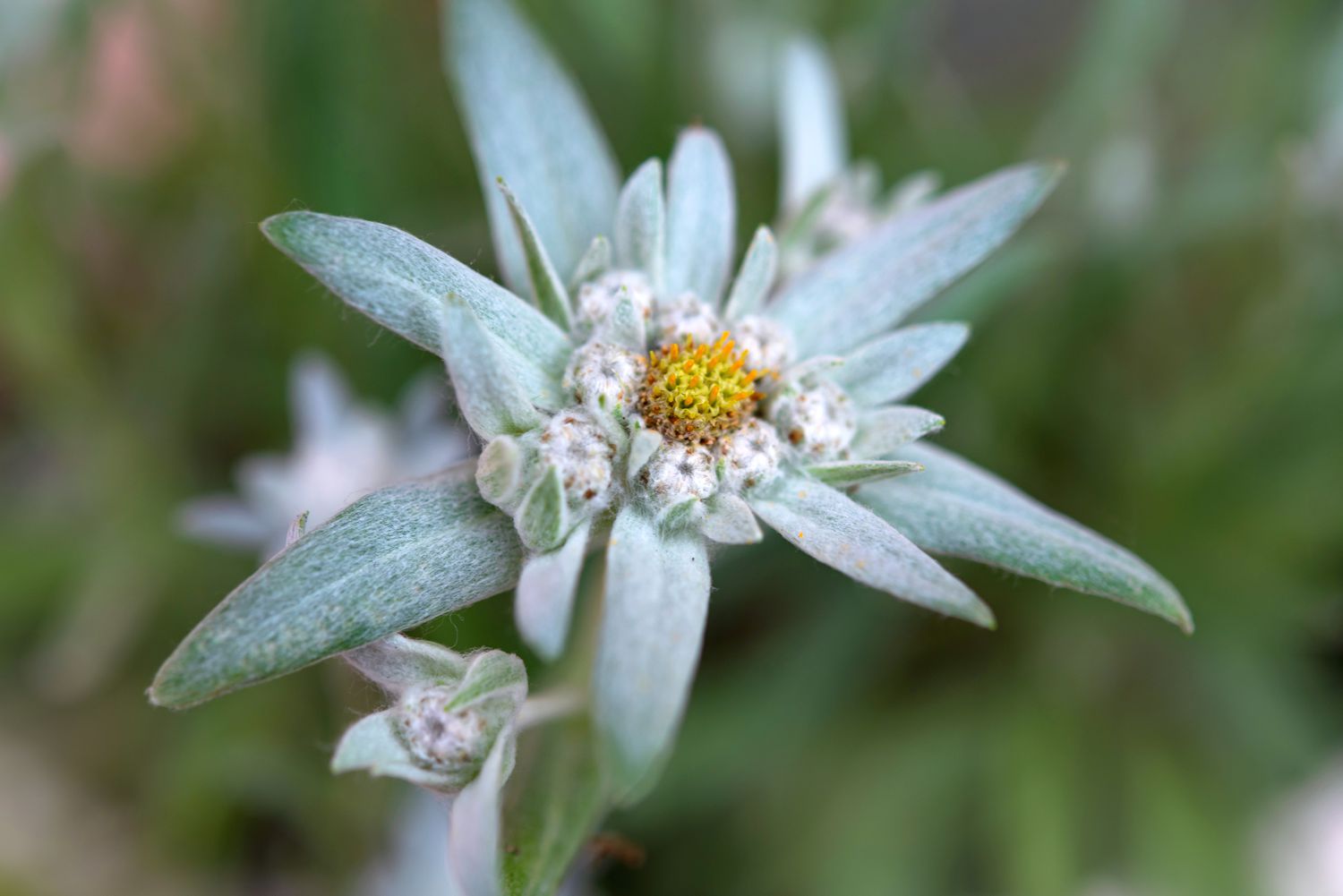 Learn the history and meaning of the edelweiss flower