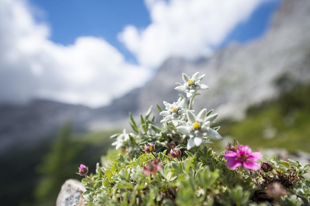 Nature in Făgăraș Mountains: The edelweiss in Romania | Romania Insider