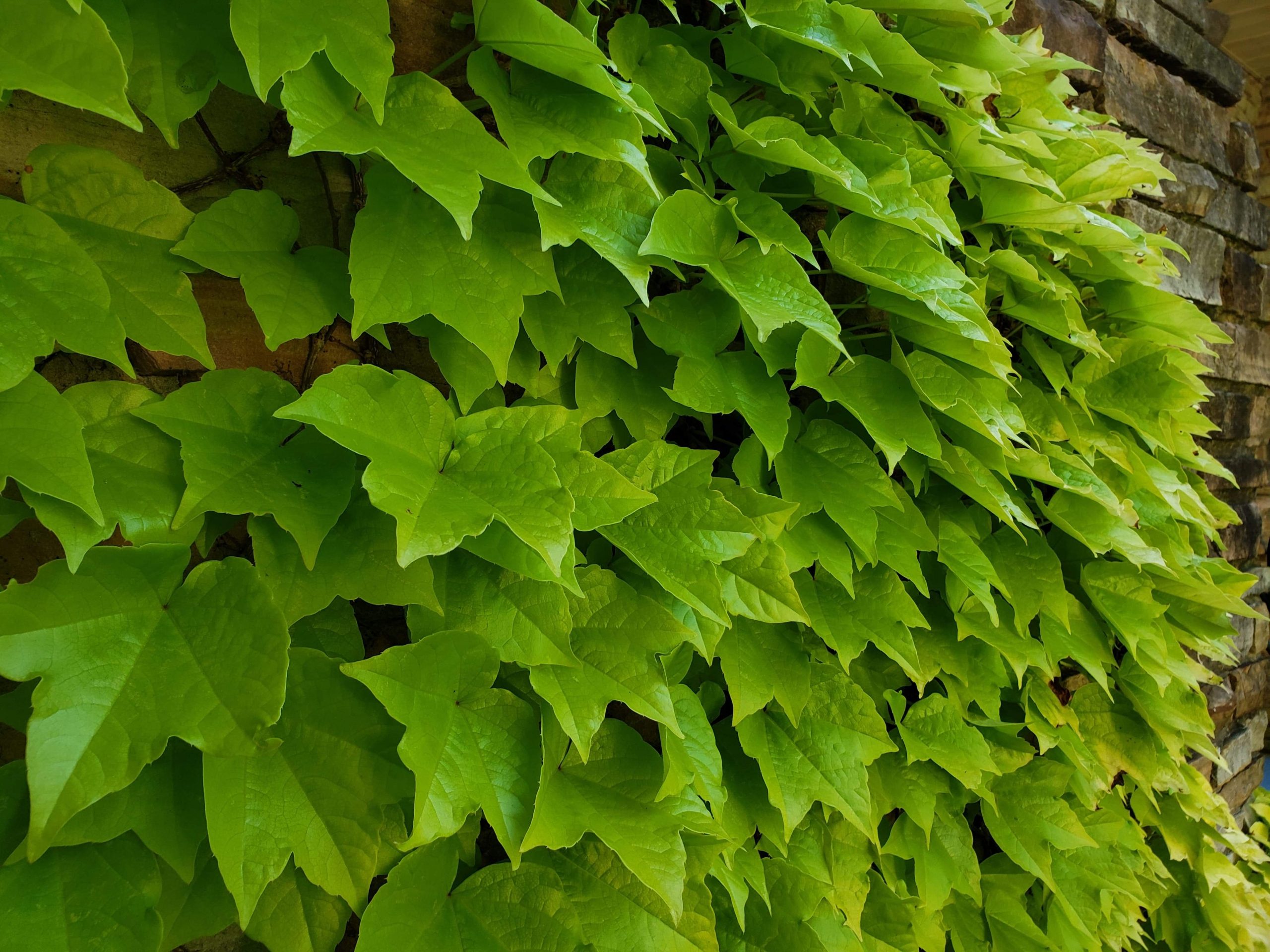 Fenway Park Boston Ivy - Boyd Nursery Company