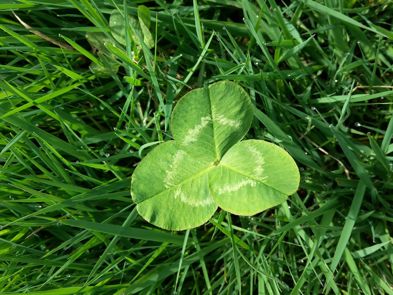 Four Leaf Clover Meadow Blade Of - Free photo on Pixabay - Pixabay