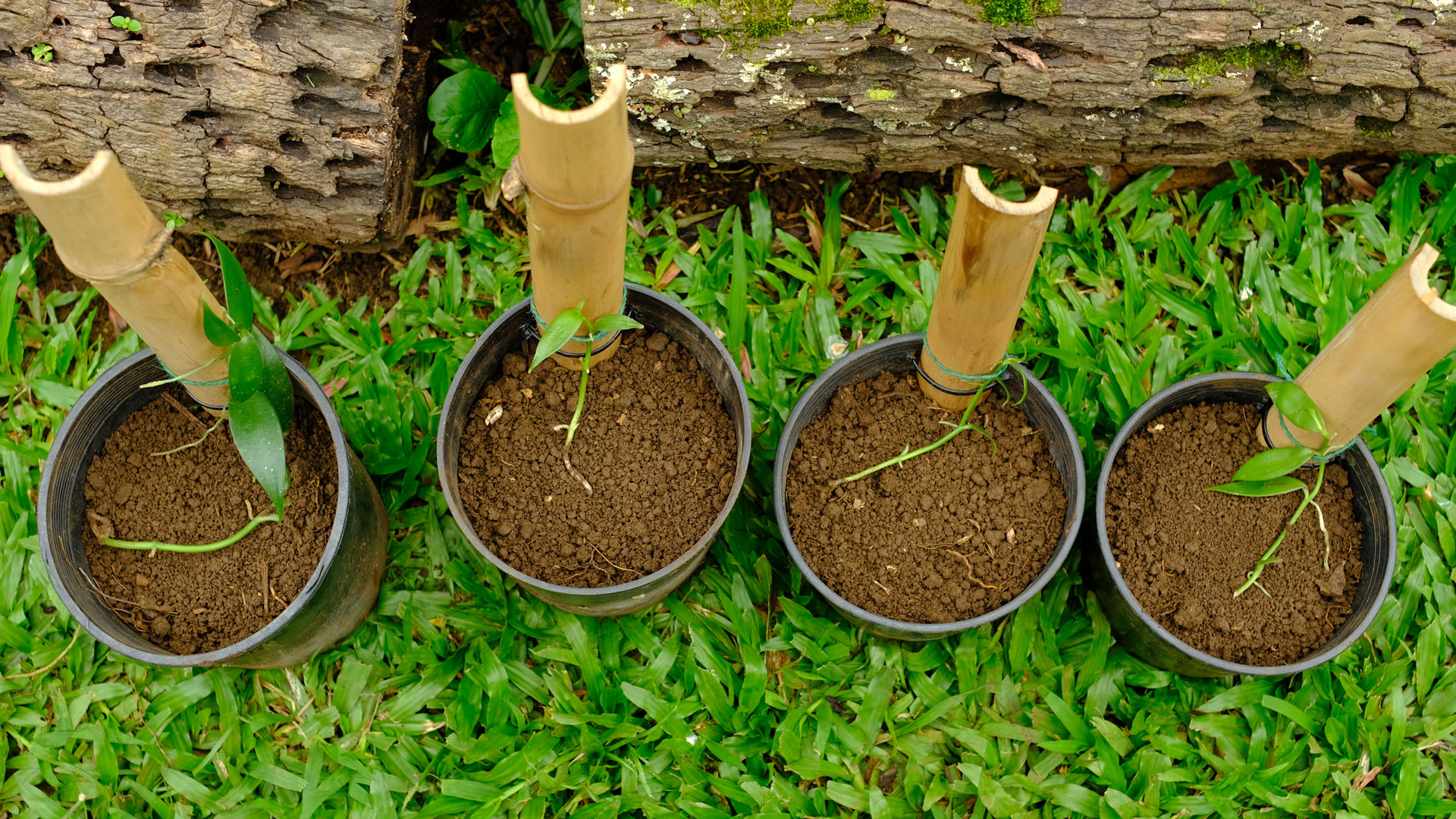 Potting Up Vanilla Seedlings - The Vanillery of Kaua'i