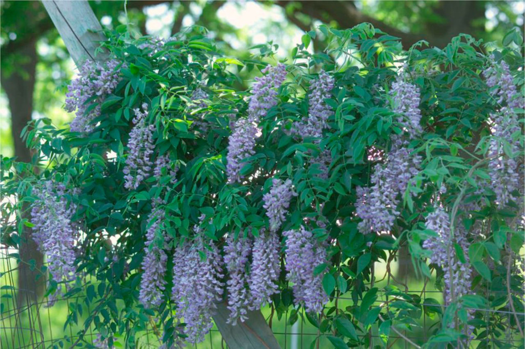 Wisteria frutescens, American Wisteria, 'Betty Matthews' First Editions® Summer  Cascade™ in: HortScience Volume 50 Issue 2 (2015)