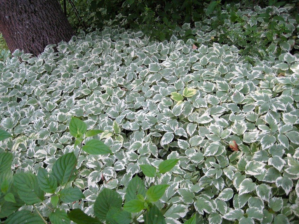 Growing Aegopodium Bishop's Weed: Tips For The Care Of Snow On The Mountain  | Gardening Know How