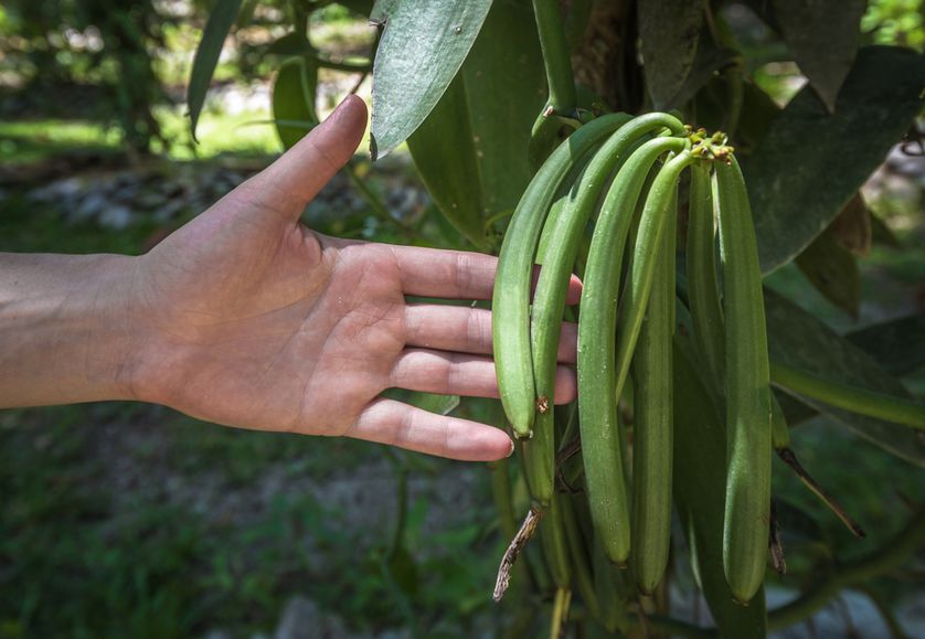 fr]Madagascar Vanilla beans - curing process - MadaMarket Exporter[:]