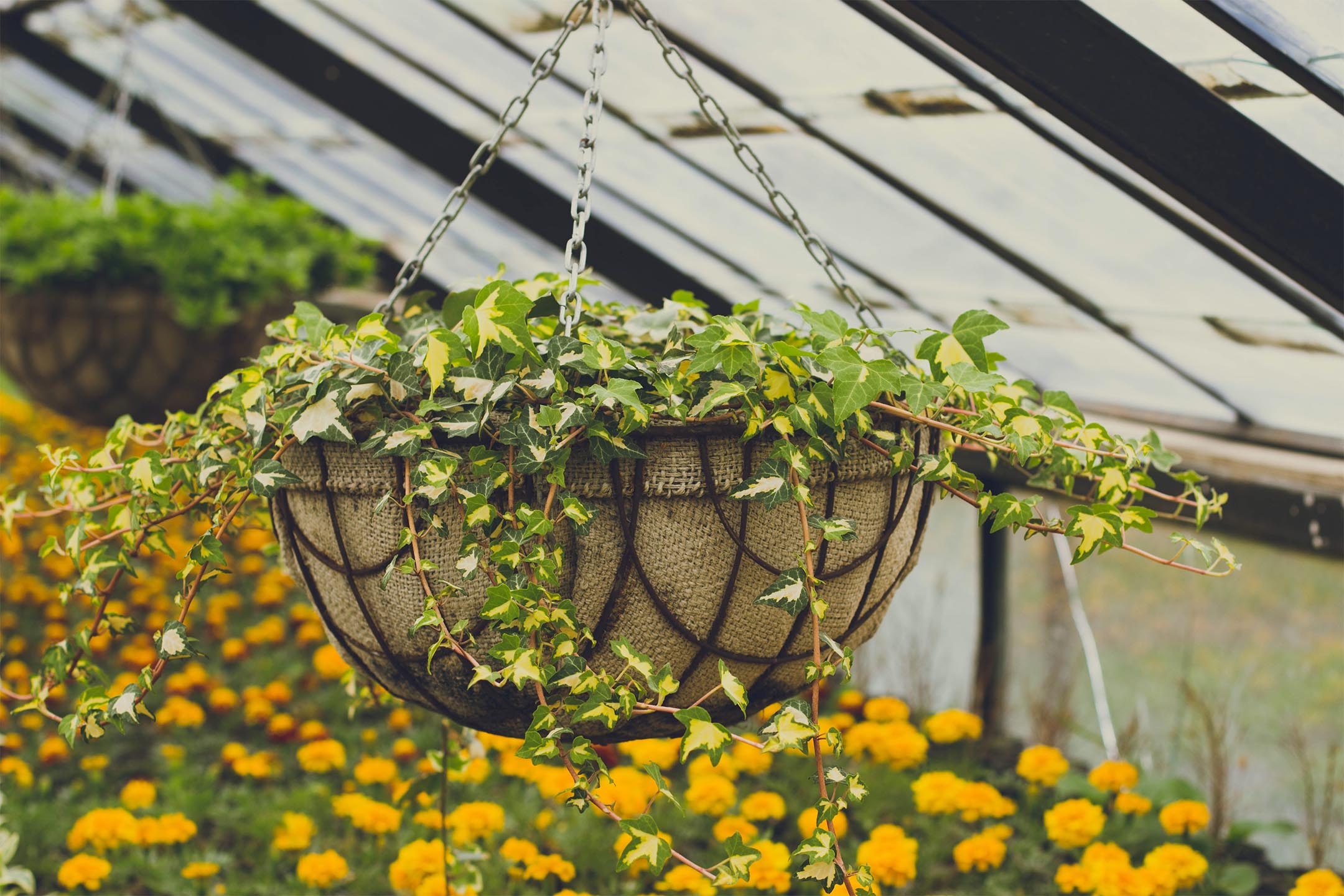 Can You Put Any Plant In A Hanging Basket? Here's The Guide – Braid & Wood