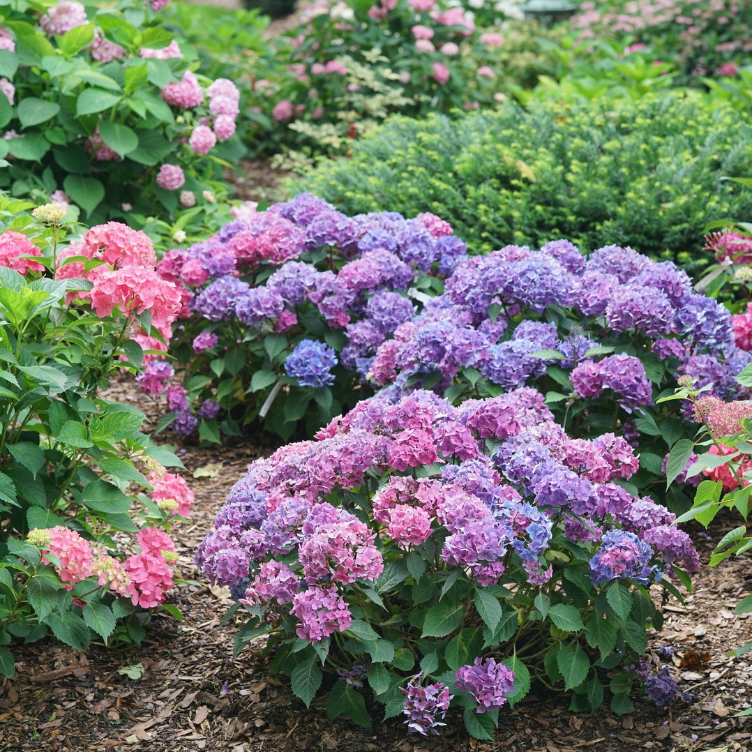 Let's Dance Lovable® - Bigleaf Hydrangea - Hydrangea macrophylla