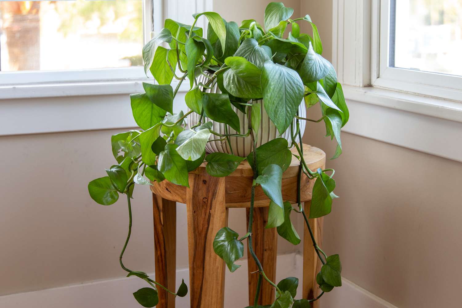 Pothos: Plant Care & Growing Guide