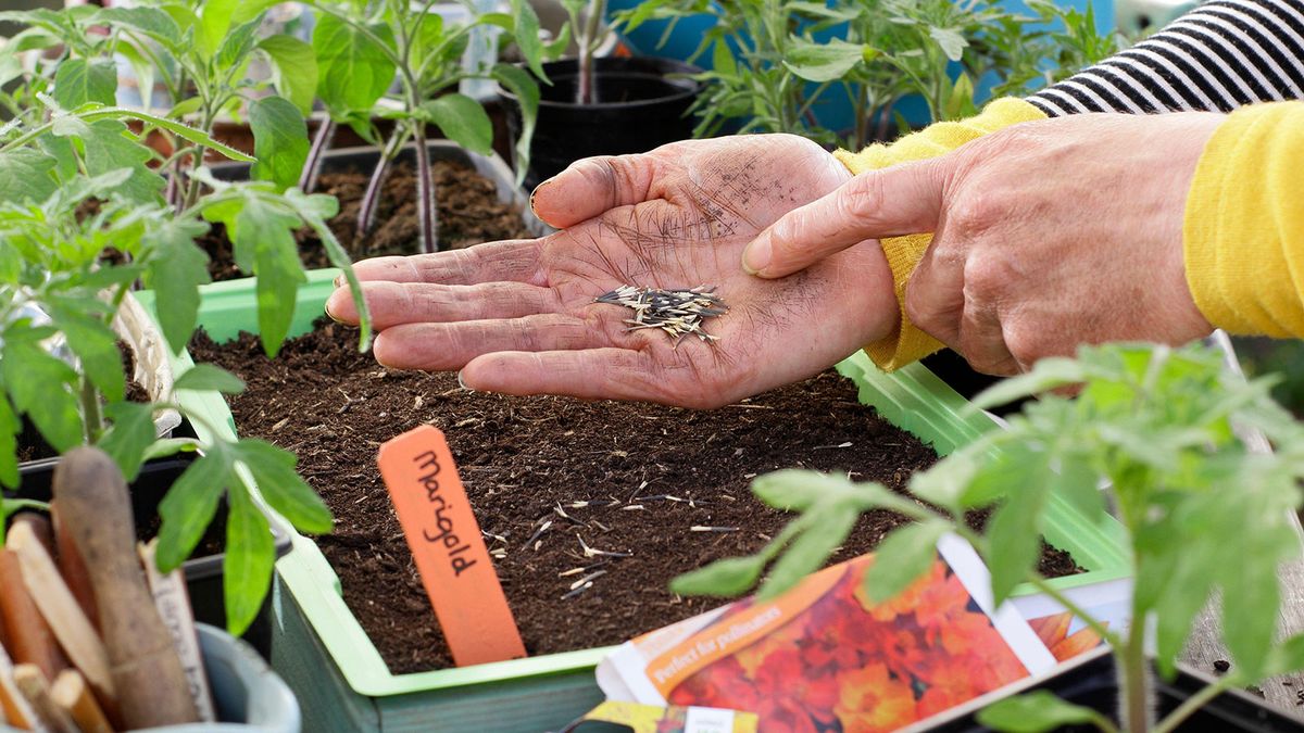 Seed sowing mistakes: 8 common errors to avoid | Homes & Gardens