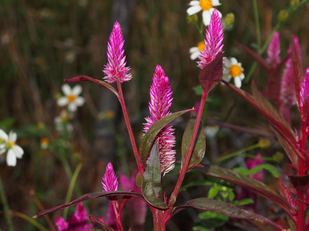 Flamingo Feather Flower (Celosia spicata) · iNaturalist