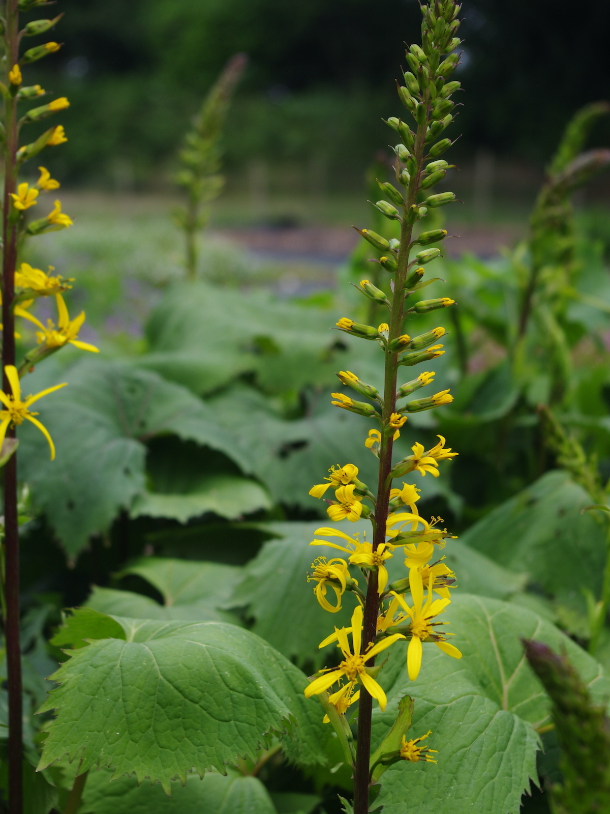 Ligularia 'The Rocket' - Beth Chatto's Plants & Gardens