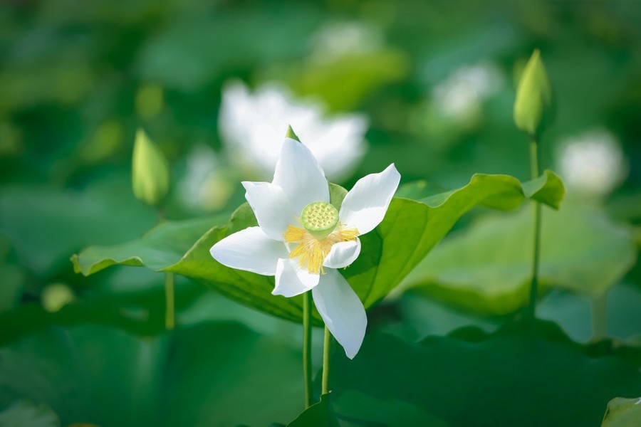 Pure white lotus enchants flower lovers in Hanoi