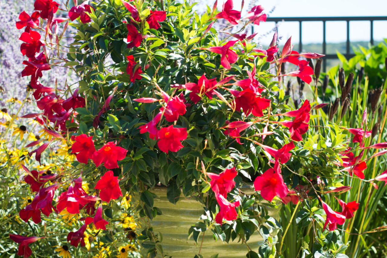 Mandevilla Trellis Red Giant 3 Gallon - Cofer's Home & Garden