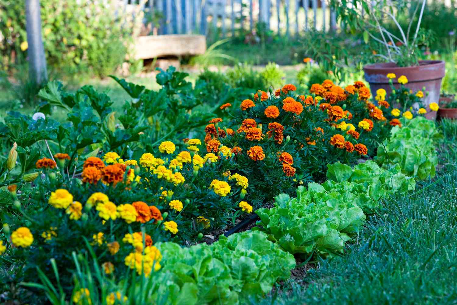 How to Plant, Grow, and Care for Marigolds